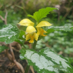 Lamium galeobdolon argentatum