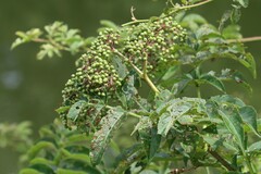 Sambucus canadensis