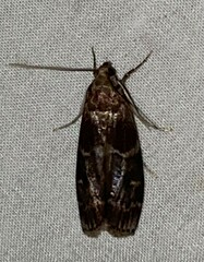 Euzophera ostricolorella