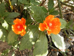 Leuenbergeria bleo