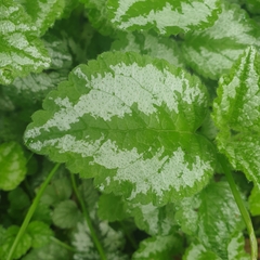 Lamium galeobdolon argentatum
