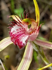 Caladenia lorea