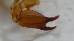 Hemiscorpius persicus