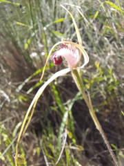 Caladenia lorea