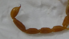 Hemiscorpius persicus