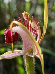 Caladenia lorea