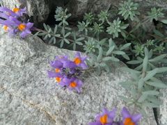 Linaria alpina alpina