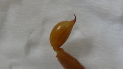 Hemiscorpius persicus