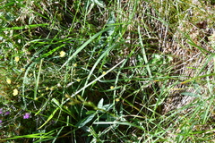 Potentilla × prostrata