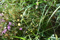Potentilla × prostrata