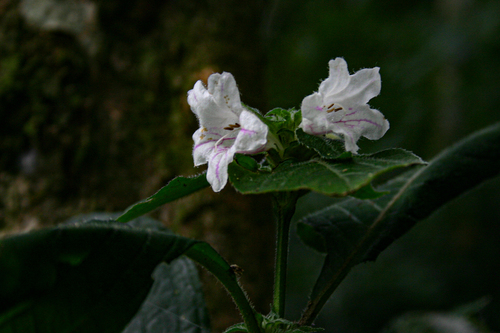 Acanthopale pubescens image