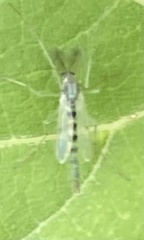 Chironomus