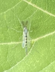 Chironomus