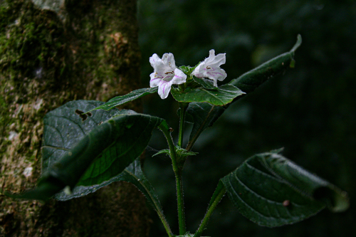 Acanthopale pubescens image