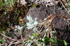 Potentilla × prostrata
