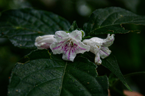 Acanthopale pubescens image