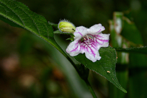 Acanthopale pubescens image