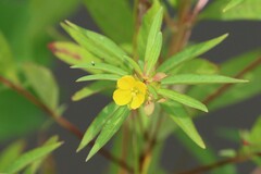 Ludwigia alternifolia