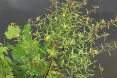 Ludwigia alternifolia