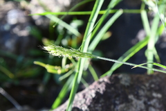 Trisetum spicatum