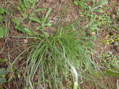 Plantago maritima serpentina