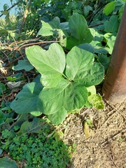 Pueraria montana
