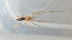 Cheiracanthium gracile