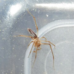 Cheiracanthium gracile