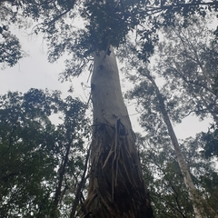 Eucalyptus viminalis