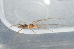 Cheiracanthium gracile