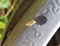 Pantilius tunicatus