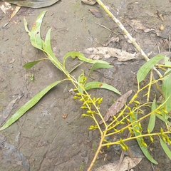 Eucalyptus viminalis