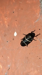 Cercopidae