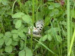 Parnassius apollo