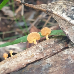 Favolaschia claudopus