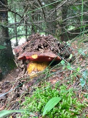Neoboletus erythropus