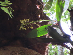 Dendrobium speciosum