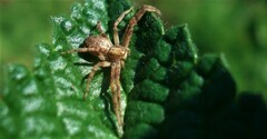 Philodromus aureolus