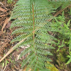 Polystichum proliferum