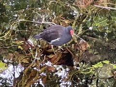 Gallinula chloropus