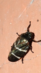 Cercopidae