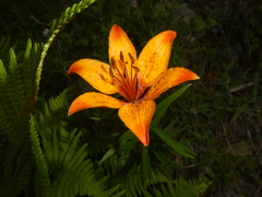 Lilium bulbiferum