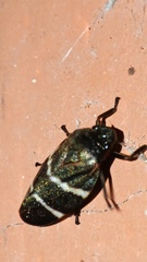 Cercopidae