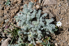 Oxytropis putoranica