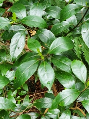 Hedycarya angustifolia