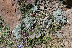 Oxytropis putoranica