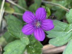 Geranium nepalense