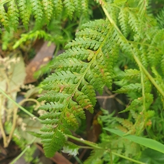 Calochlaena dubia
