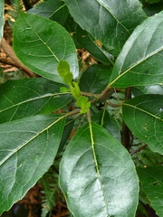 Hedycarya angustifolia