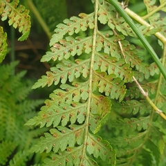 Calochlaena dubia